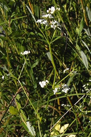 Galium palustre agg. \ Sumpf-Labkraut, D Leutkirch 10.7.2015