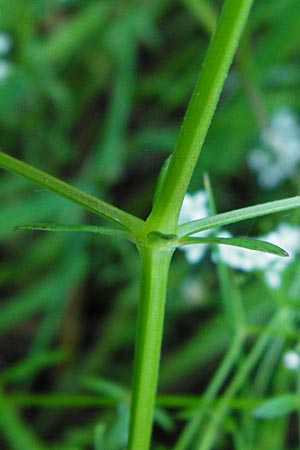 Galium palustre agg. \ Sumpf-Labkraut / Common Marsh Bedstraw, D Leutkirch 10.7.2015