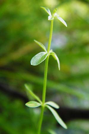 Galium palustre agg. \ Sumpf-Labkraut, D Schwarzwald, Kniebis 5.8.2015