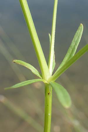 Galium elongatum \ Hohes Sumpf-Labkraut, D Günzburg 28.6.2016