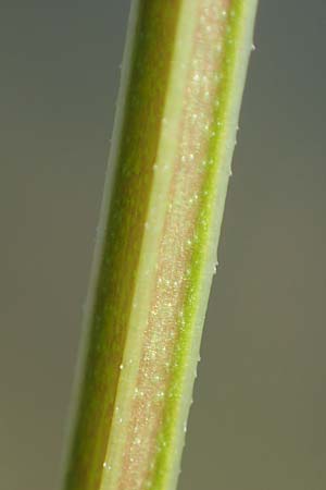 Galium elongatum \ Hohes Sumpf-Labkraut, D Günzburg 28.6.2016