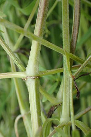 Galium elongatum \ Hohes Sumpf-Labkraut, D Philippsburg 7.7.2018