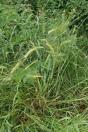 Hordeum vulgare / Six-Rowed Barley, D Aachen-Orsbach 13.6.2019