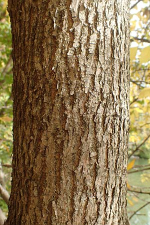 Fraxinus pennsylvanica / Green Ash, D Mannheim 11.10.2019