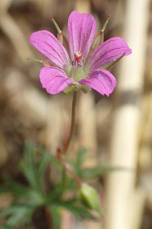 Geranium columbinum \ Tauben-Storchschnabel / Branched Crane's-Bill, D Friedewald 29.7.2020