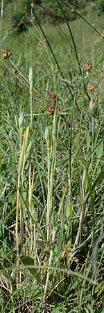 Hordeum distichon \ Zweizeilige Gerste / Two-Rowed Barley, D Neuleiningen 13.6.2021