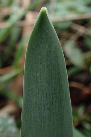 Galanthus elwesii \ Trkisches Schneeglckchen, Groes Schneeglckchen / Giant Snowdrop, D Mannheim 3.2.2022