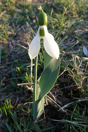 Galanthus elwesii \ Trkisches Schneeglckchen, Groes Schneeglckchen / Giant Snowdrop, D Mannheim 2.3.2022