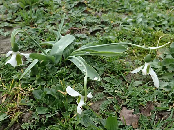 Galanthus elwesii \ Trkisches Schneeglckchen, Groes Schneeglckchen / Giant Snowdrop, D Ludwigshafen 20.2.2024