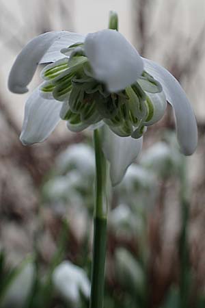 Galanthus nivalis / Snowdrop, D Mannheim 3.2.2022