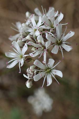 Gypsophila fastigiata \ Bschel-Gipskraut / Gypsophila, D Thüringen, Bad Frankenhausen 8.6.2022