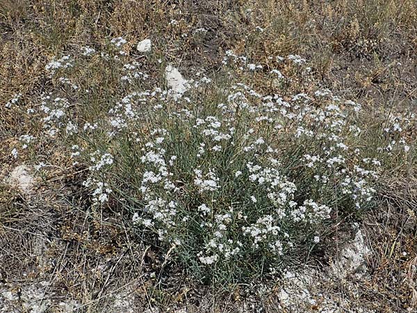 Gypsophila fastigiata \ Bschel-Gipskraut / Gypsophila, D Thüringen, Hemleben 12.6.2023