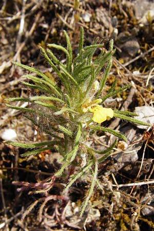 Ajuga chamaepitys \ Gelber Gnsel, D Limburg 22.5.2015