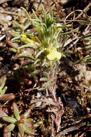 Ajuga chamaepitys \ Gelber Gnsel / Ground Pine, D Limburg 22.5.2015