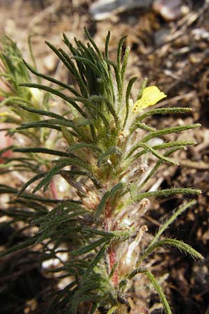 Ajuga chamaepitys \ Gelber Gnsel / Ground Pine, D Limburg 22.5.2015