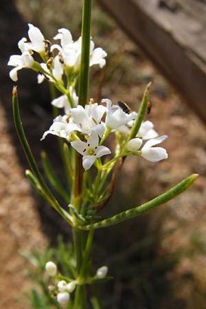 Galium glaucum \ Blaugrnes Labkraut / Glaucous Bedstraw, Waxy Bedstraw, D Bad Münster am Stein 6.6.2015