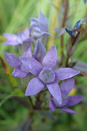 Gentianella germanica \ Deutscher Kranzenzian, Deutscher Enzian / Chiltern Gentian, D Grettstadt 5.9.2018