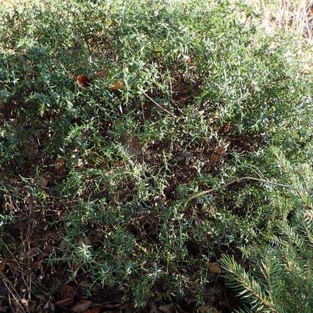 Genista germanica \ Deutscher Ginster / German Broom, D Brensbach 10.10.2020