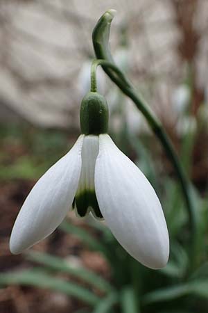 Galanthus nivalis / Snowdrop, D Mannheim 3.2.2022