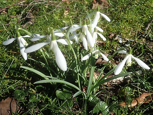 Galanthus nivalis \ Echtes Schneeglckchen / Snowdrop, D Mannheim 9.2.2022