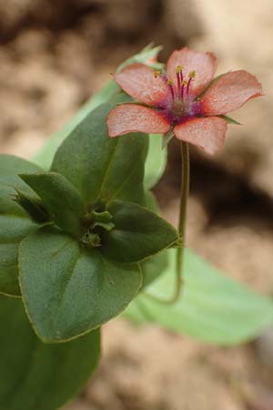 Lysimachia arvensis \ Acker-Gauchheil / Scarlet Pimpernel, Poisonweed, D Mömlingen 16.7.2016