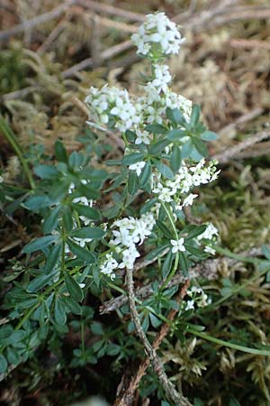 Galium saxatile / Heath Bedstraw, D Attendorn-Albringhausen 12.6.2020