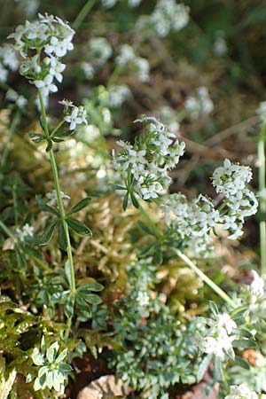 Galium saxatile \ Felsen-Labkraut, Harzer Labkraut / Heath Bedstraw, D Attendorn-Albringhausen 12.6.2020