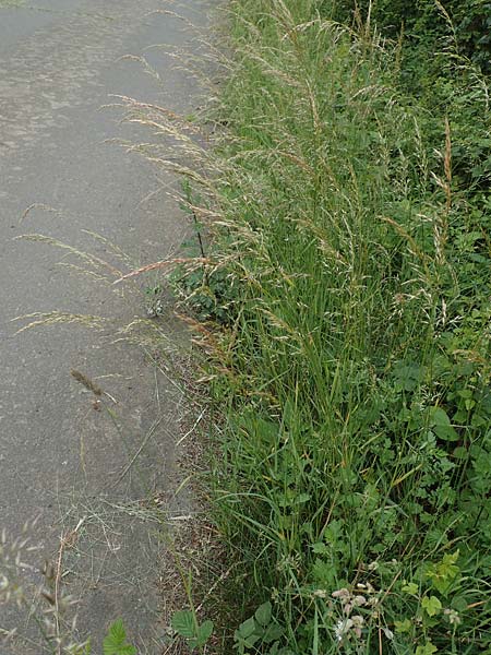 Arrhenatherum elatius / Bulbous Oat Grass, Tall Oat Grass, D Dautphetal-Herzhausen 22.6.2020