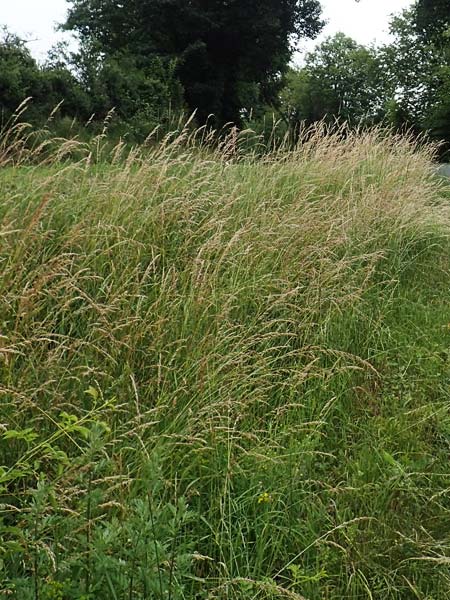 Arrhenatherum elatius \ Gewhnlicher Glatthafer / Bulbous Oat Grass, Tall Oat Grass, D Dautphetal-Herzhausen 22.6.2020