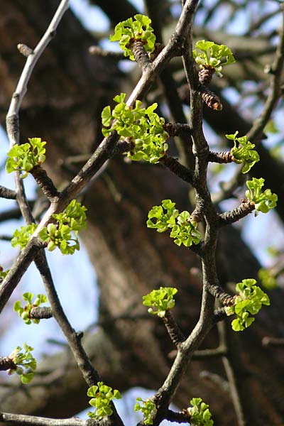 Ginkgo biloba \ Ginkgo / Ginkgo, D Mannheim-Neckarau 17.4.2013