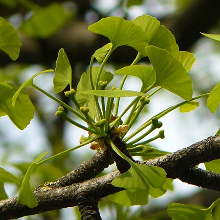 Ginkgo biloba \ Ginkgo / Ginkgo, D Mannheim-Neckarau 5.4.2017