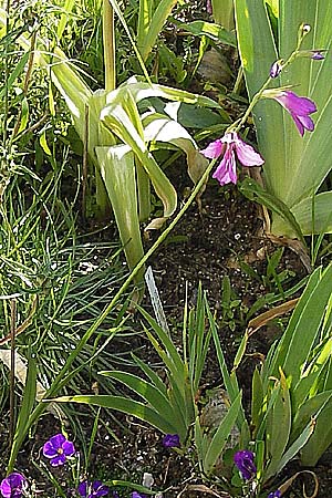 Gladiolus imbricatus / Turkish Marsh Gladiolus, D  8.6.2013