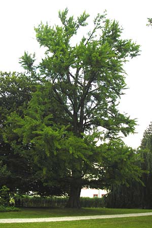 Ginkgo biloba / Ginkgo, D Angelbachtal 25.5.2015