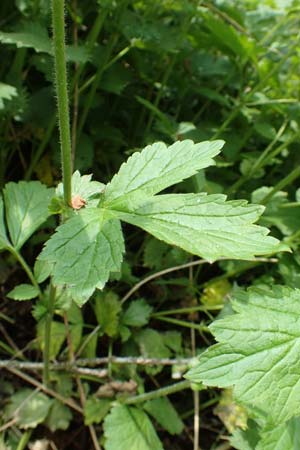 Geum rivale x urbanum \ Hybrid-Nelkenwurz / Hybrid Avens, D Kämpfelbach 29.4.2017