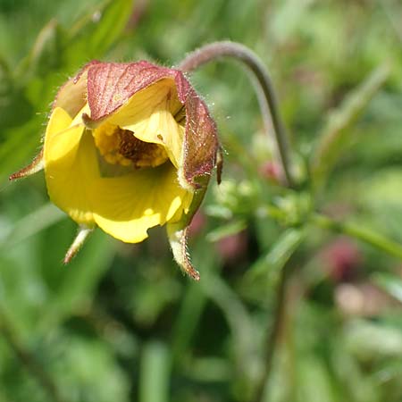 Geum rivale x urbanum \ Hybrid-Nelkenwurz / Hybrid Avens, D Kämpfelbach 29.4.2017