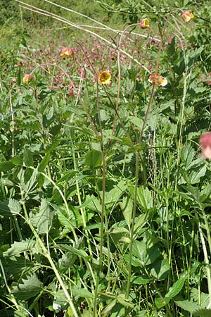 Geum rivale x urbanum \ Hybrid-Nelkenwurz / Hybrid Avens, D Kämpfelbach 29.4.2017