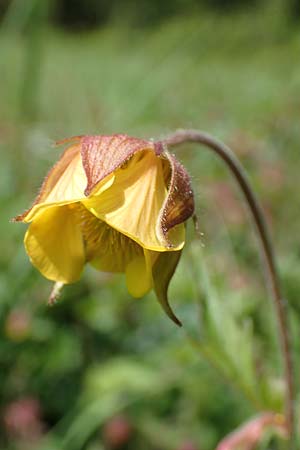 Geum rivale x urbanum \ Hybrid-Nelkenwurz / Hybrid Avens, D Kämpfelbach 29.4.2017