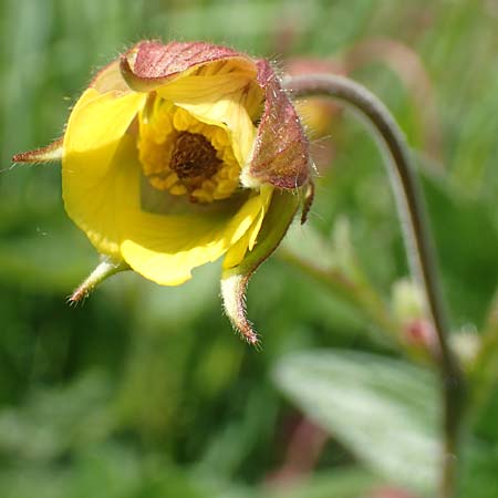 Geum rivale x urbanum \ Hybrid-Nelkenwurz / Hybrid Avens, D Kämpfelbach 29.4.2017