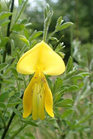 Cytisus scoparius / Scotch Broom, D Heidelberg 3.5.2020