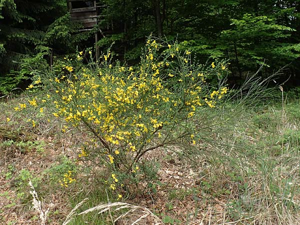 Cytisus scoparius / Scotch Broom, D Heidelberg 3.5.2020