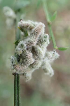 Cytisus scoparius \ Besen-Ginster, D Odenwald, Grasellenbach 14.7.2020