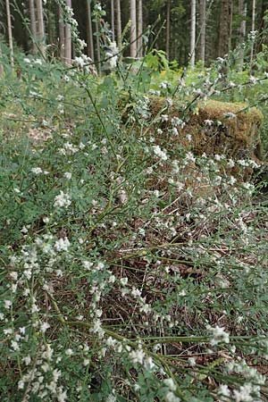 Cytisus scoparius \ Besen-Ginster / Scotch Broom, D Odenwald, Grasellenbach 14.7.2020