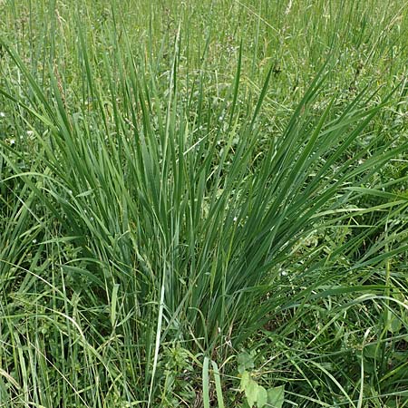 Gladiolus imbricatus \ Wiesen-Siegwurz, Dachziegelige Gladiole / Turkish Marsh Gladiolus, D Thüringen, Erfurt 19.6.2023