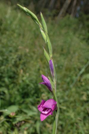Gladiolus imbricatus \ Wiesen-Siegwurz, Dachziegelige Gladiole / Turkish Marsh Gladiolus, D Thüringen, Erfurt 19.6.2023