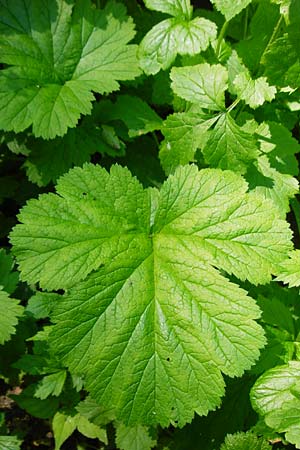 Geum japonicum \ Japanische Nelkenwurz / Japanese Avens, D Weinheim an der Bergstraße 5.6.2015