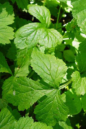 Geum japonicum \ Japanische Nelkenwurz / Japanese Avens, D Weinheim an der Bergstraße 5.6.2015