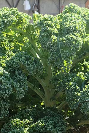 Brassica oleracea var. sabellica \ Grnkohl, Krauskohl / Borecole, Curly Cole, D Sachsen-Anhalt, Kloster Jerichow 22.9.2020