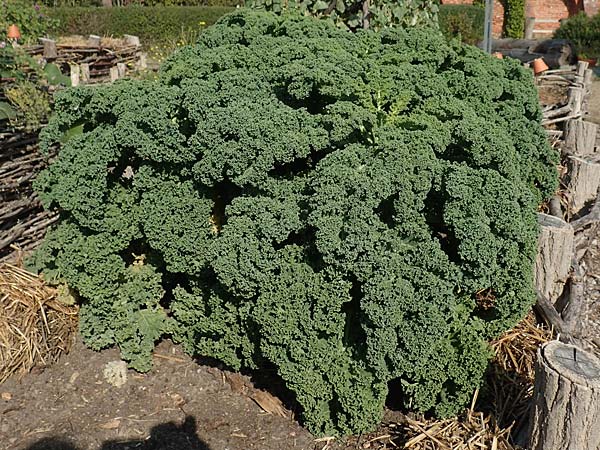 Brassica oleracea var. sabellica \ Grnkohl, Krauskohl / Borecole, Curly Cole, D Sachsen-Anhalt, Kloster Jerichow 22.9.2020