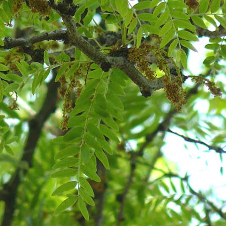 Gleditsia triacanthos \ Amerikanische Gleditschie, Lederhlsenbaum, D Mannheim 7.6.2015