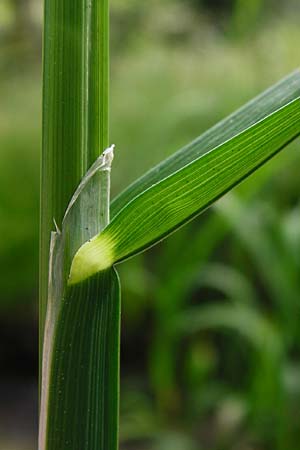 Glyceria fluitans \ Flutender Schwaden / Floating Sweet Grass, D Tübingen 3.6.2015